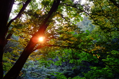 夕日に照らされた森　その２