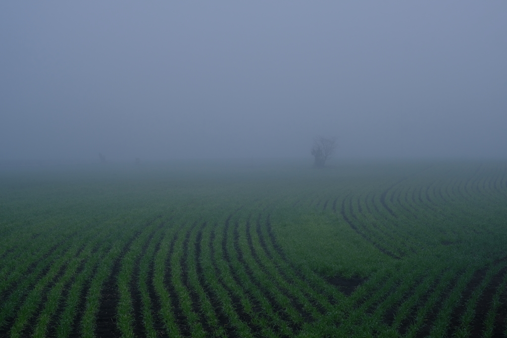 霧の風景2