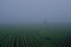霧の風景2