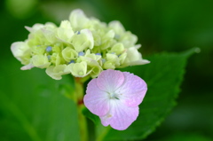 雨の日の紫陽花　その4