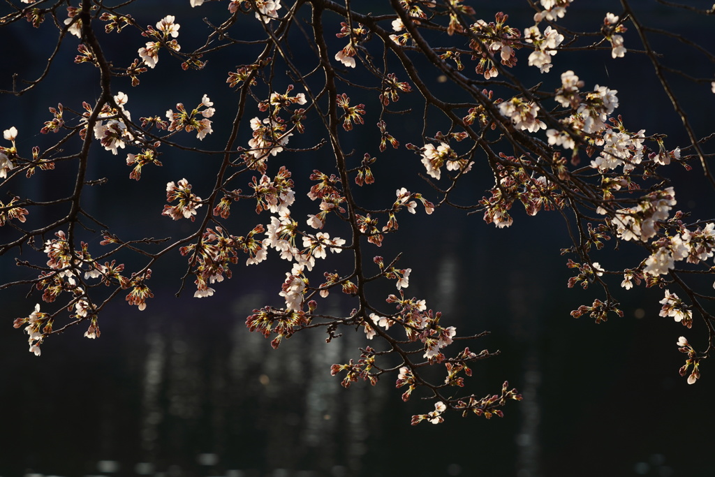 花開く