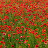 ポピーの花畑4