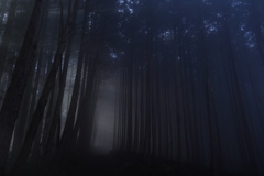 朝霧の杉林