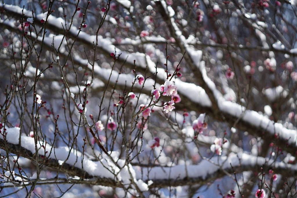 雪帽子の梅