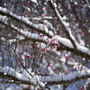 雪帽子の梅