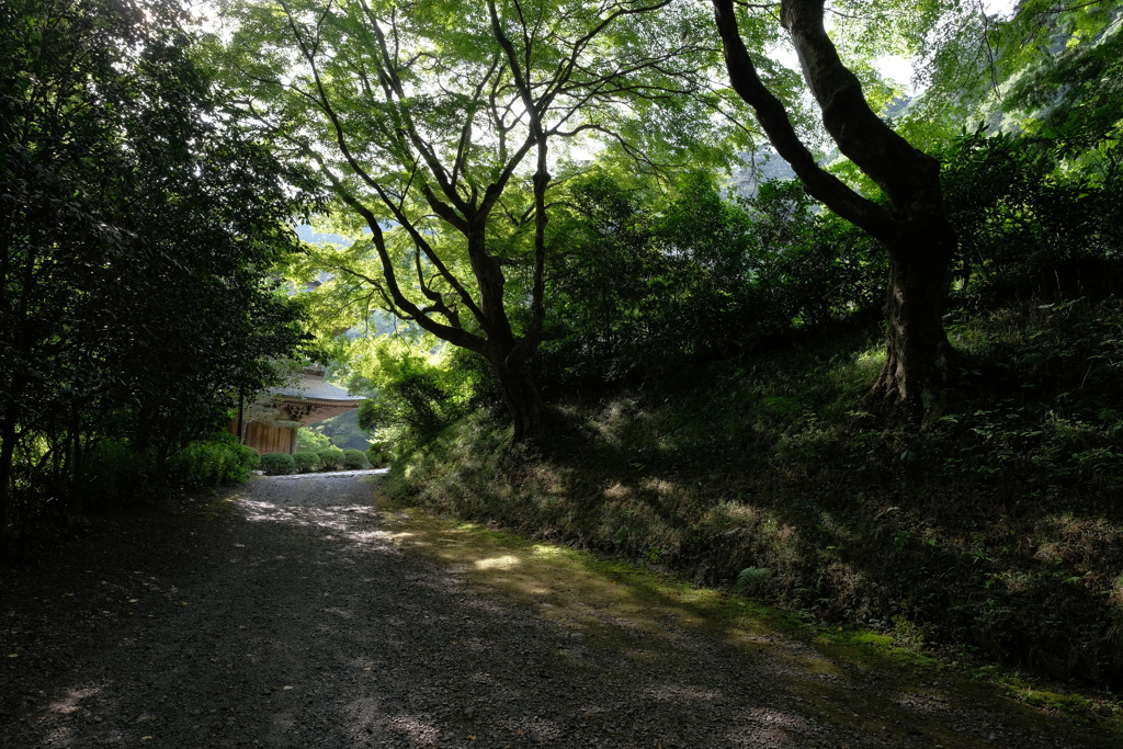 木漏れ日の道3