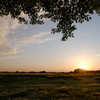 麦畑と夕陽