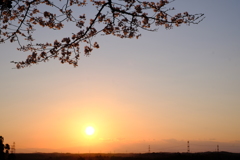 夕暮れ桜3