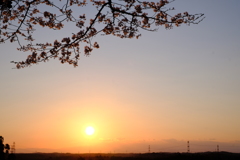 夕暮れ桜3