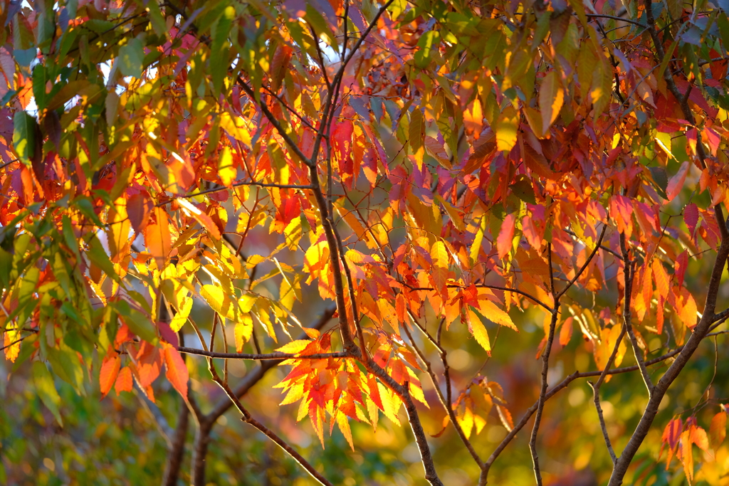 紅葉