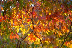 紅葉