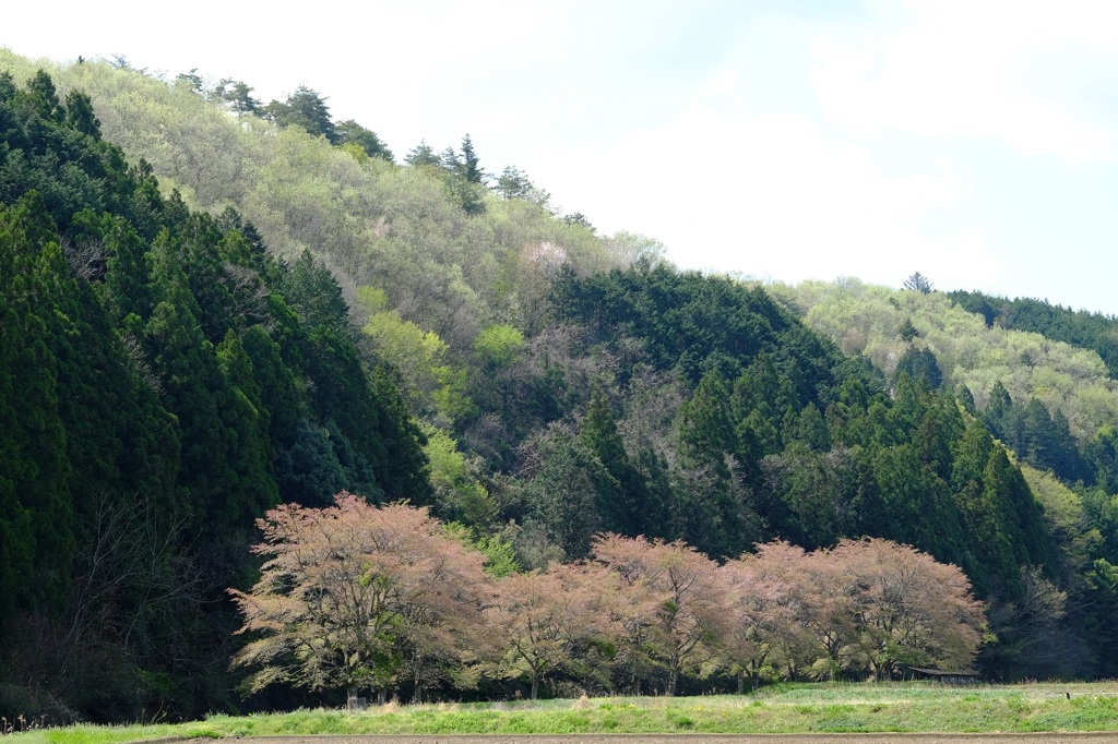 里山萌える