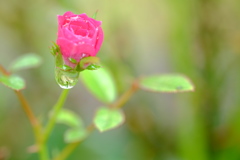 小さなバラの花