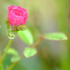 小さなバラの花