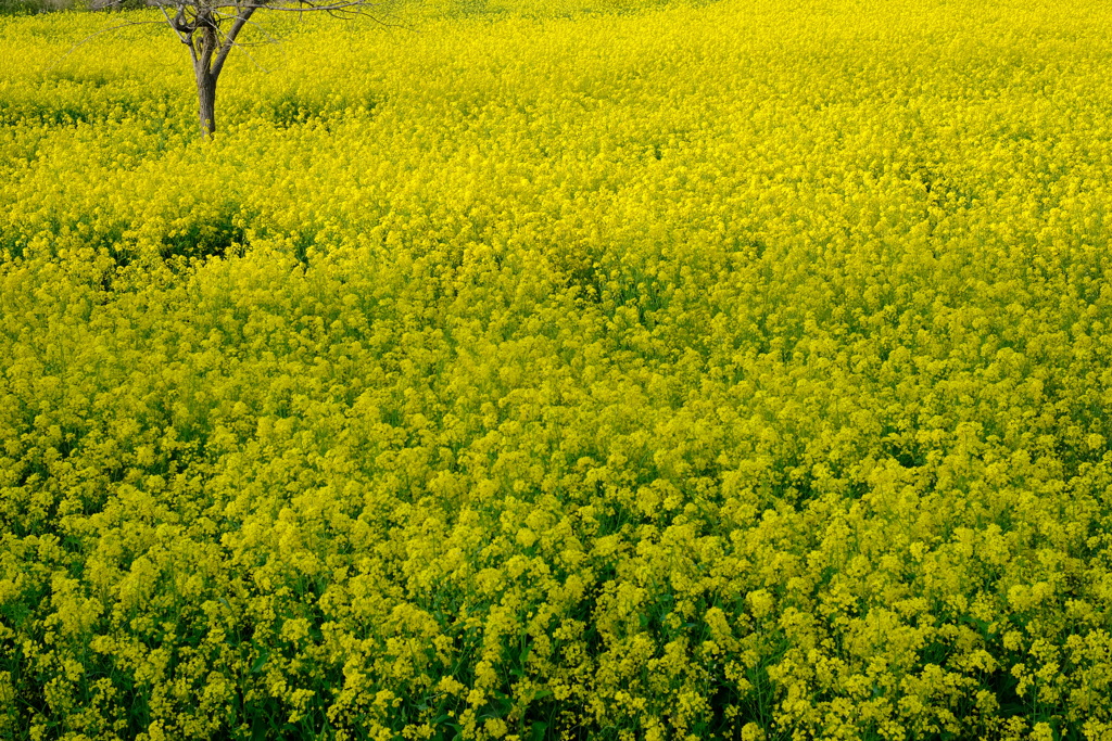 菜の花畑