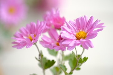 庭の菊