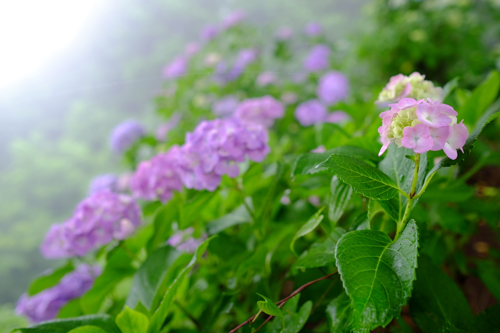 雨の日の紫陽花　その７