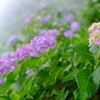 雨の日の紫陽花　その７