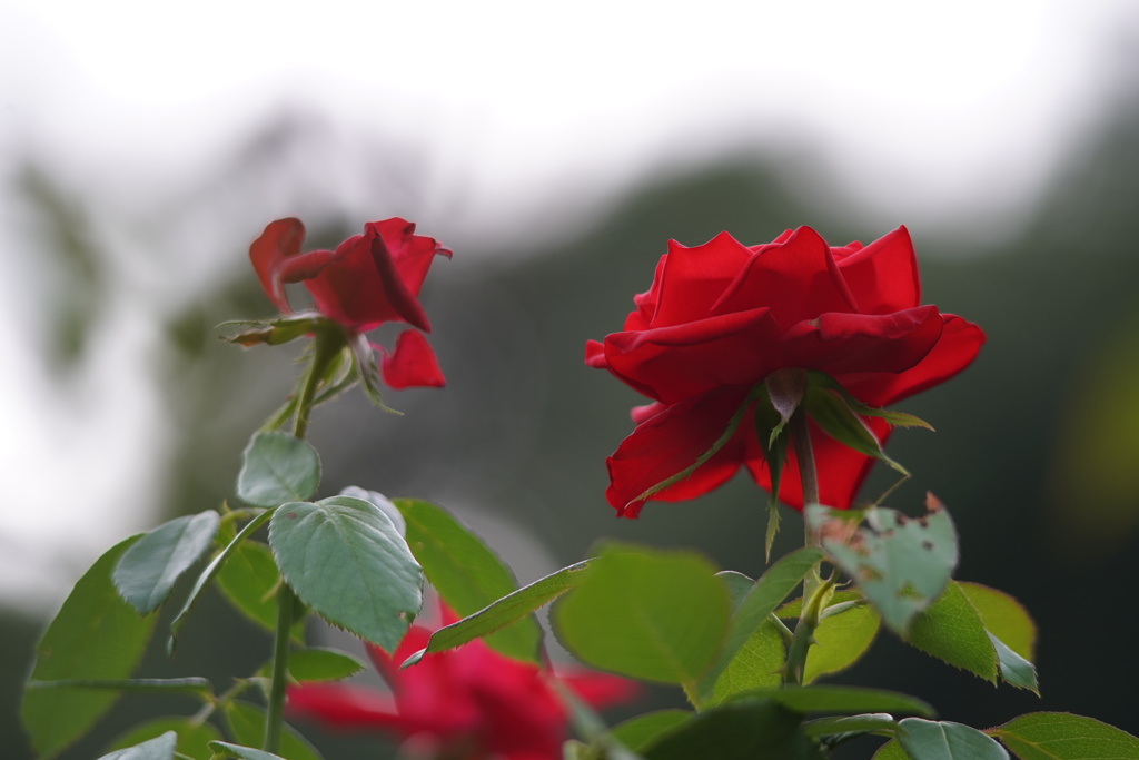 バラの花3