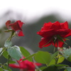 バラの花3
