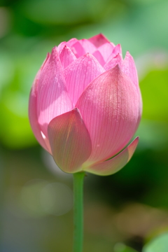 蓮の花3