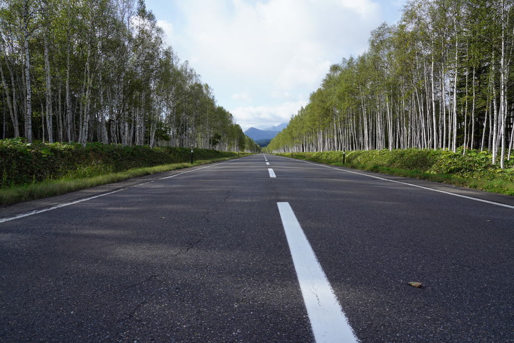 樹海の中の道