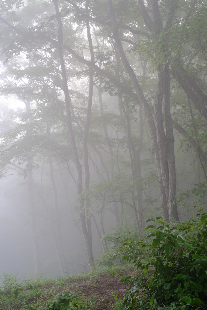 朝霧の森