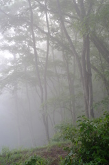 朝霧の森