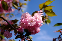 八重桜９