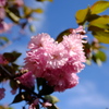 八重桜９