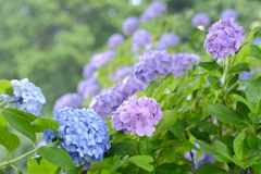 雨の日の紫陽花　その15