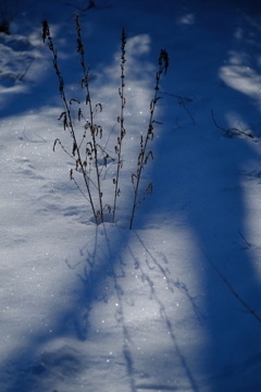 雪と枯草