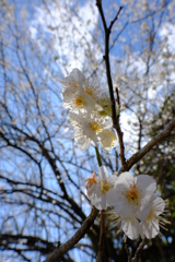 白梅　その2