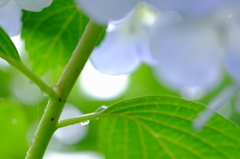 雨の日の紫陽花　その２