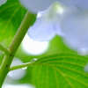 雨の日の紫陽花　その２