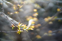 新芽