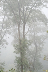 霧の山道で　その２