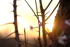 夕暮れ白梅4