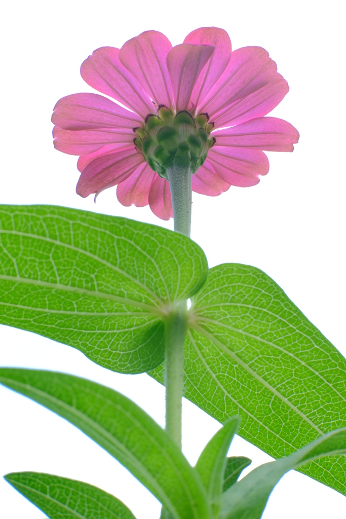 百日草　その５