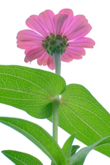 百日草　その５