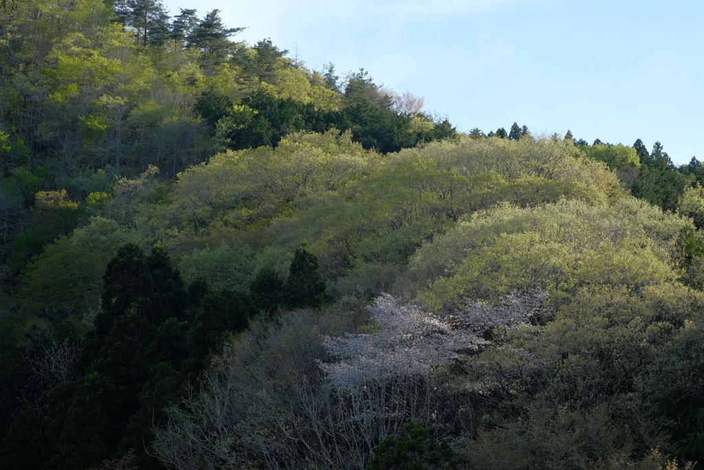 新緑グラデーション