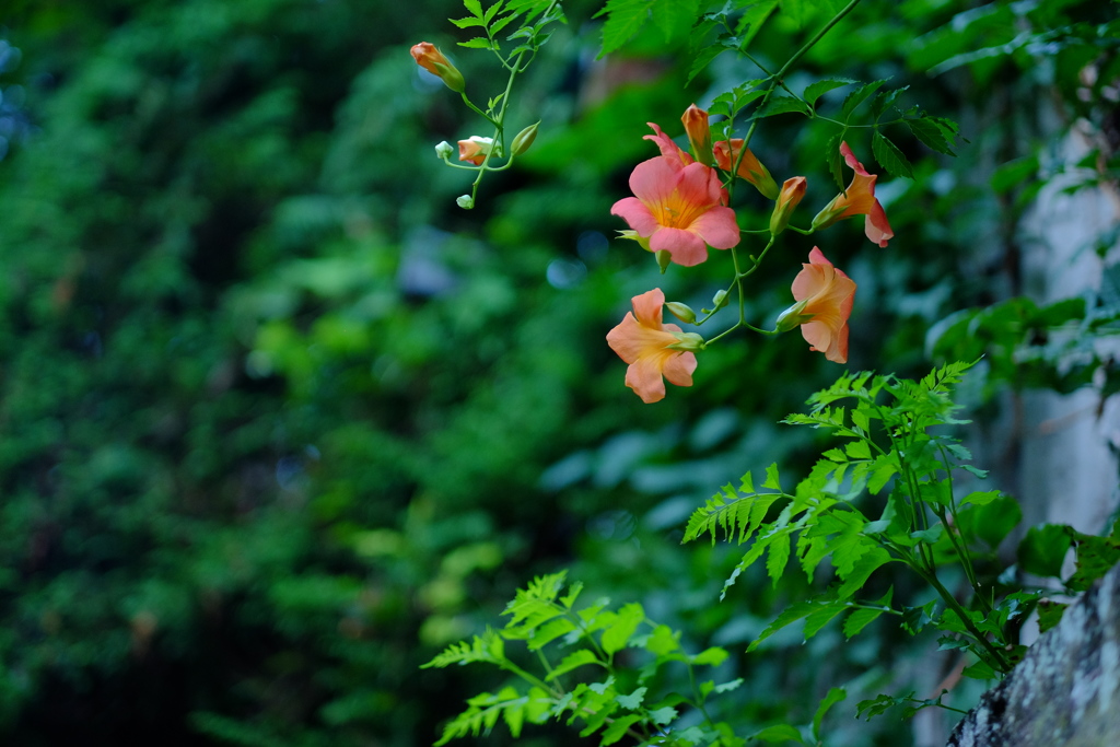 凌霄花