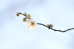 夕暮れ白梅5