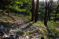 森の遊歩道