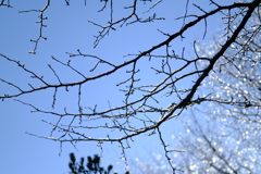 枝の氷