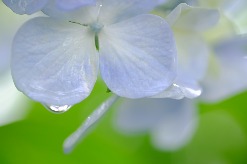 雨の日の紫陽花　その６