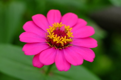百日草　その４