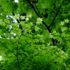 雨上がりのもみじ　その１