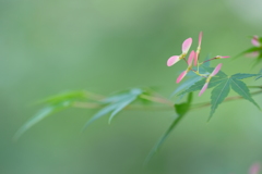 もみじのプロペラ2