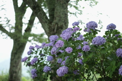 雨の日の紫陽花　その１０